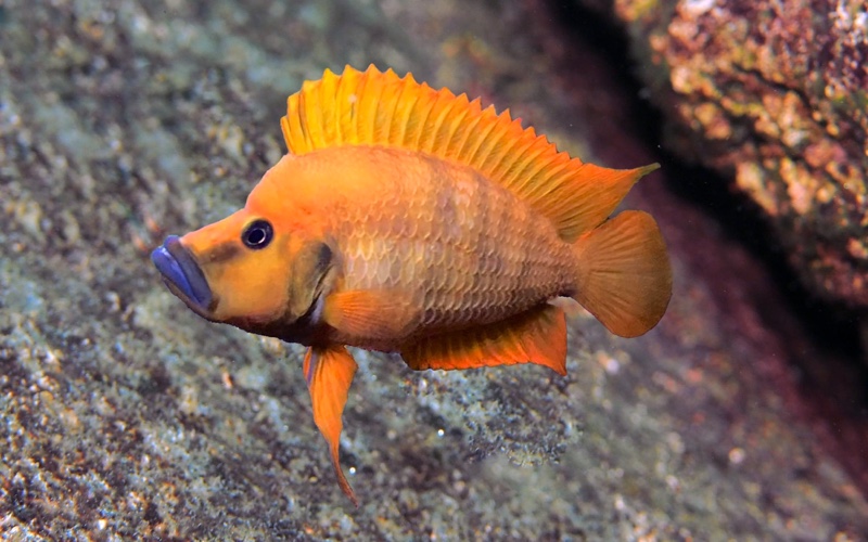 Altolamprologus compressiceps 'Mwela'